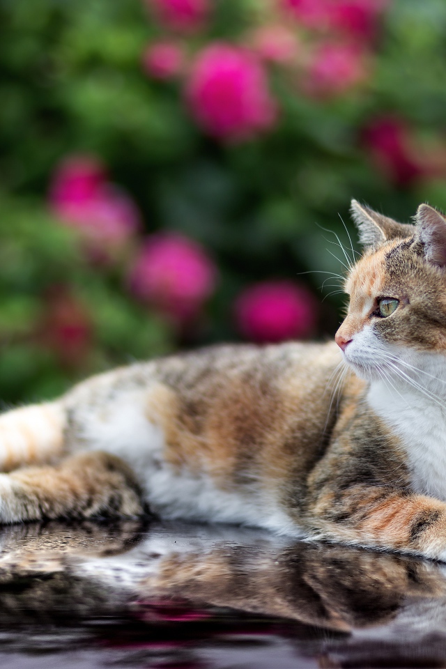 Трехцветная кошка лежит на машине 