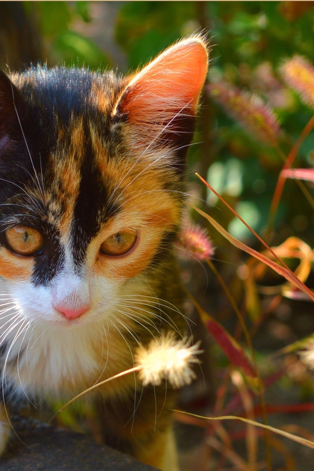 Трехцветный котенок сидит в траве