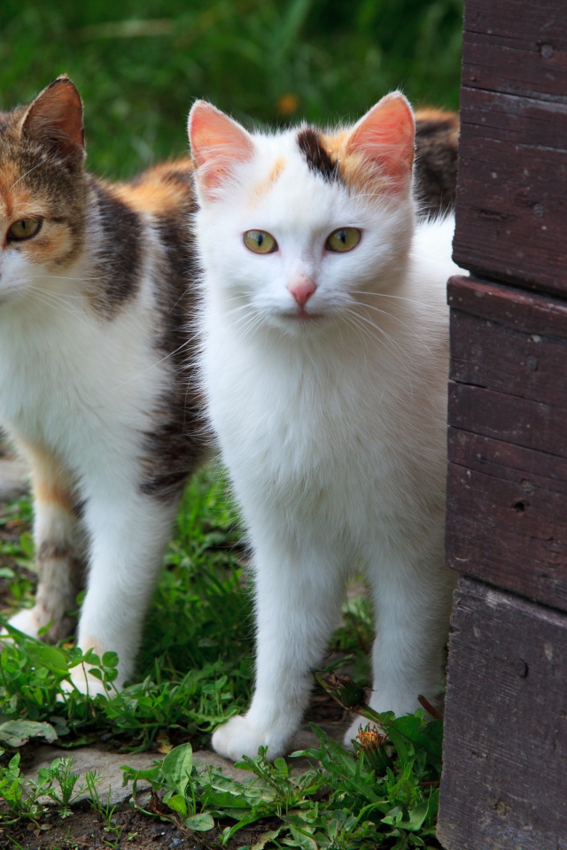 Два кота выглядывают из-за стены