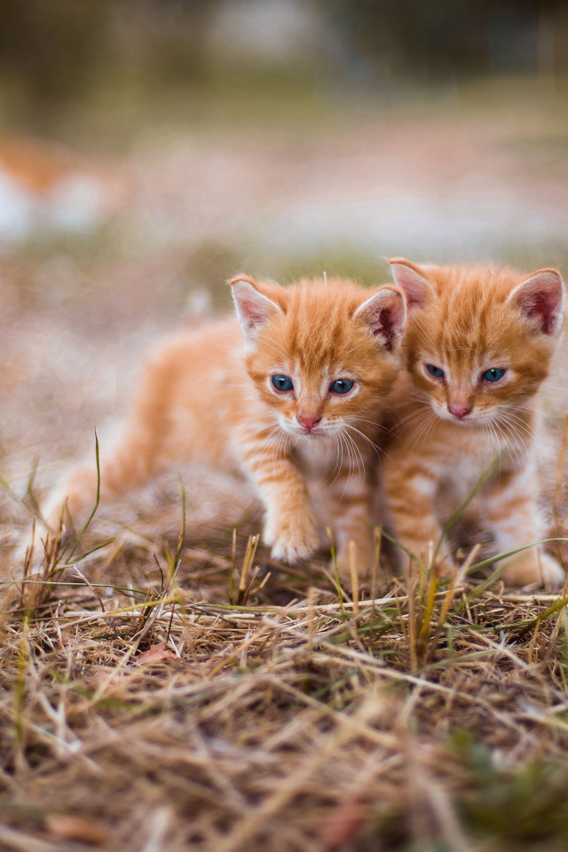 Два милых голубоглазых котенка на траве