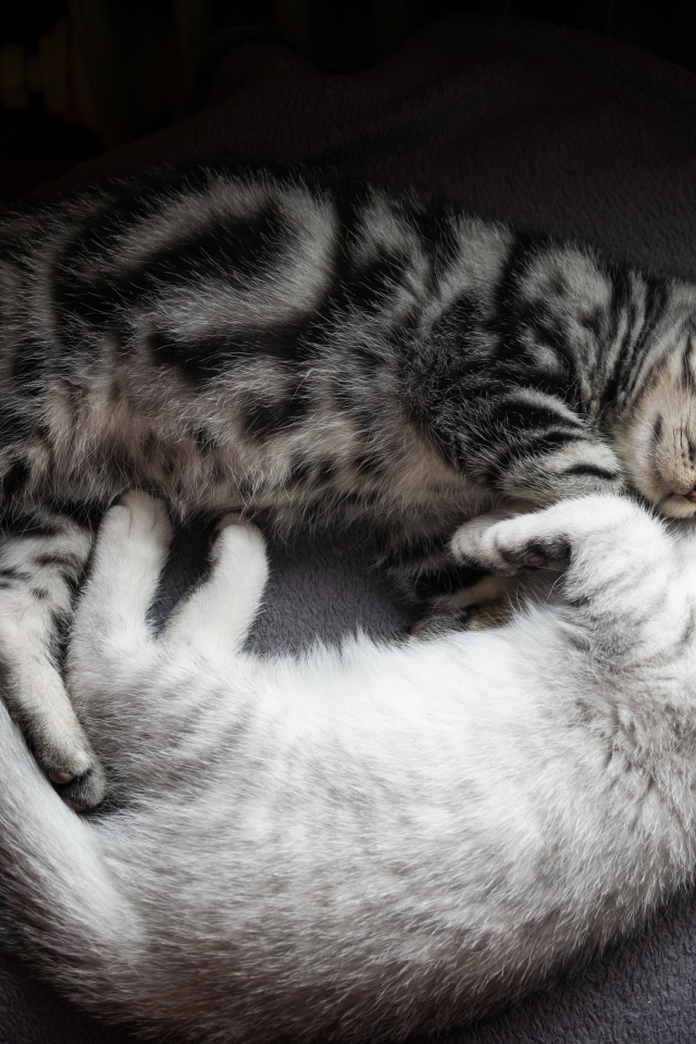 Два милых породистых котенка спят на кровати 