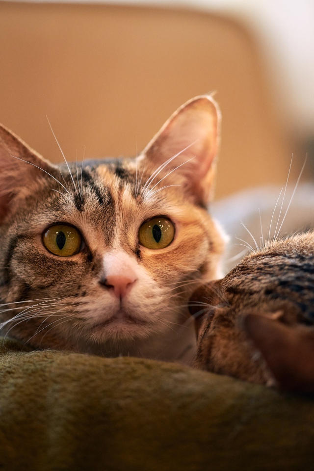 Две серых кошки лежат на кровати 