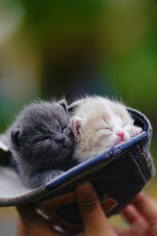 Два маленький милых котенка в шапке 