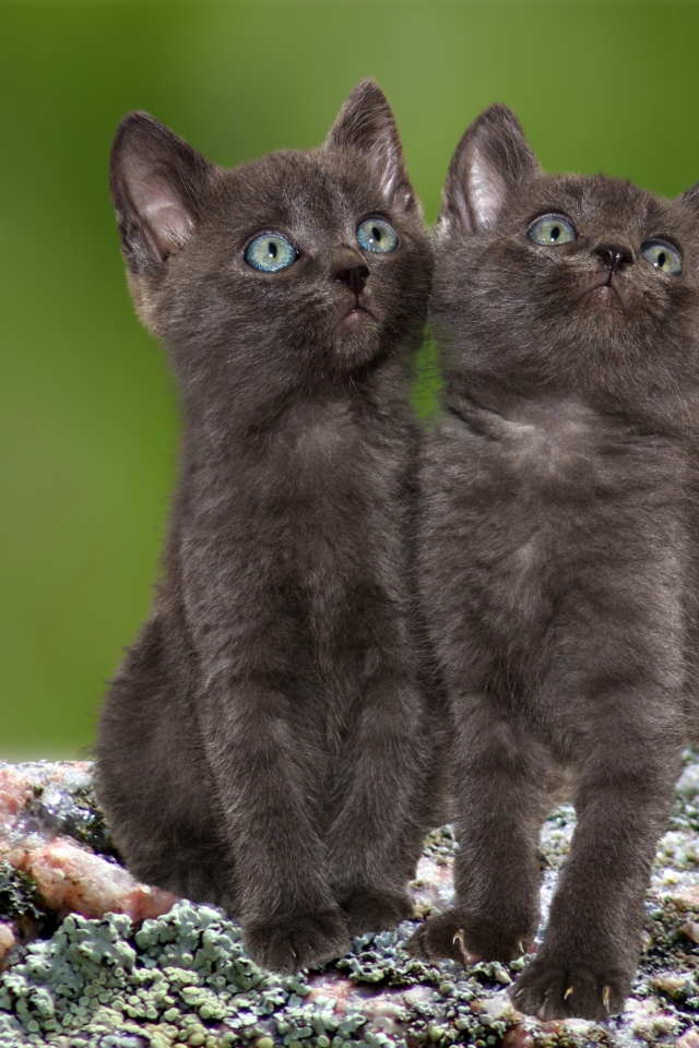 Два маленьких серых котенка сидят на камне