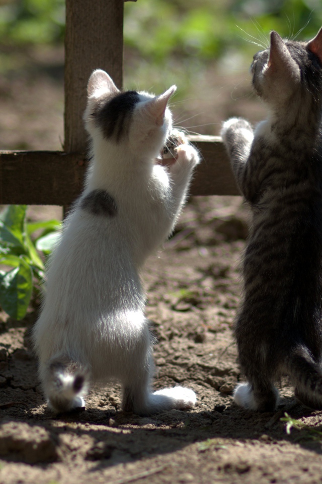 Два маленьких котенка у забора