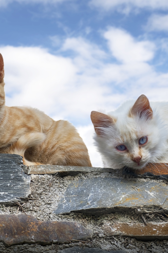Белый и серый кот сидят на каменной стене на фоне голубого неба