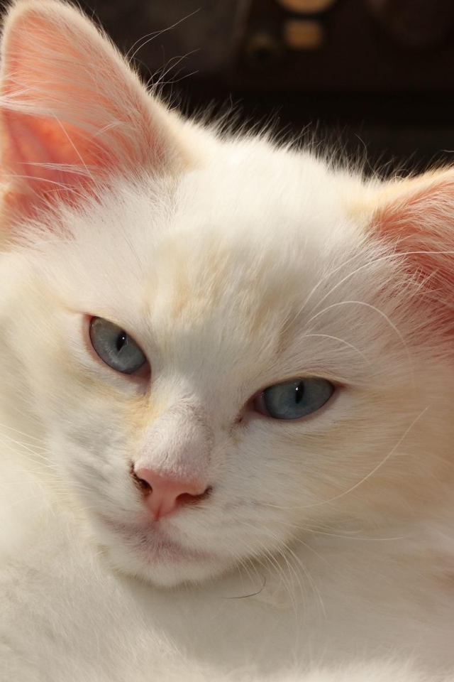 Белый голубоглазый котенок лежит в плетеной корзине