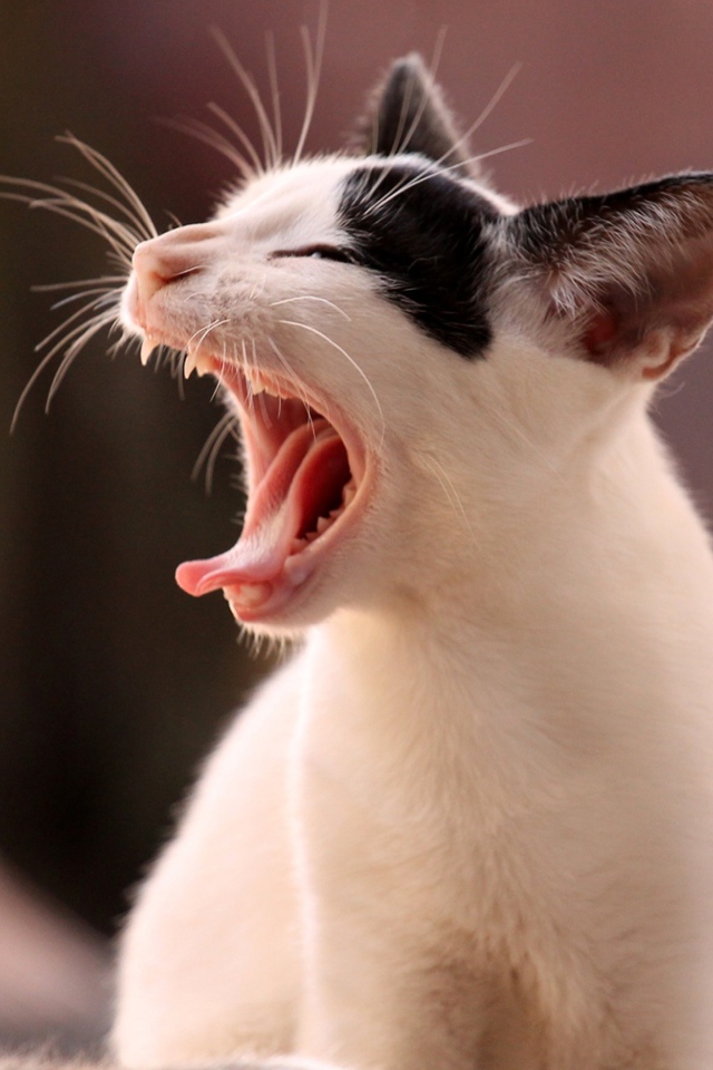 Белый кот с черными пятнами зевает 