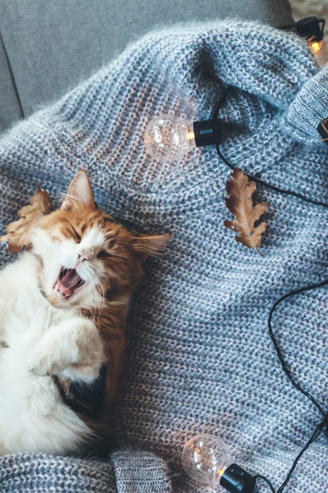 Зевающий рыжий с белым кот лежит на свитере с лампочками