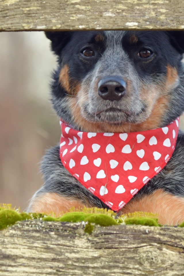 Собака с платком на шее стоит у забора