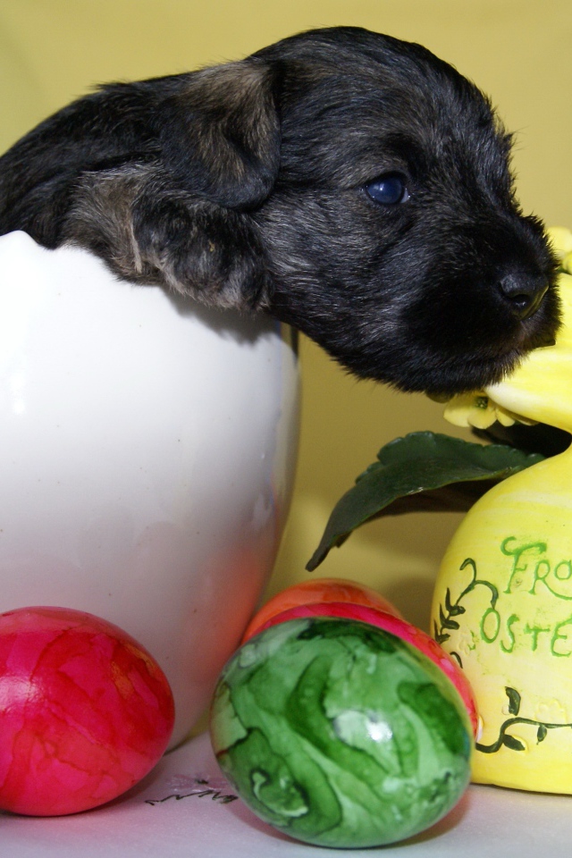 Маленький черный щенок сидит в белой вазе на столе с крашеными яйцами