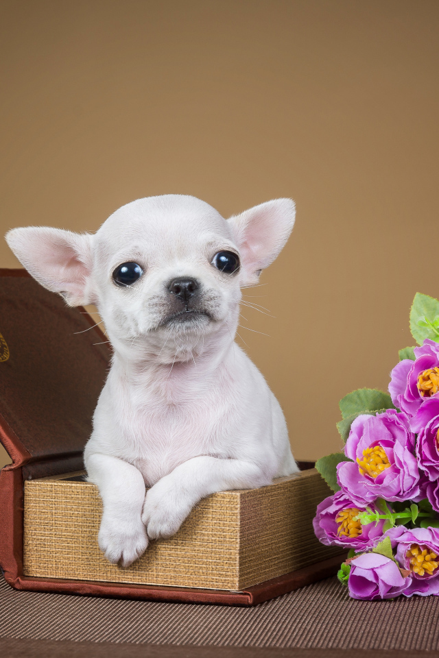 Маленький белый щенок чихуахуа сидит с шкатулке с цветами и рамкой для фото 
