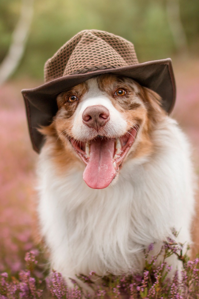 Австралийская овчарка в шляпе с высунутым языком на поле с цветами