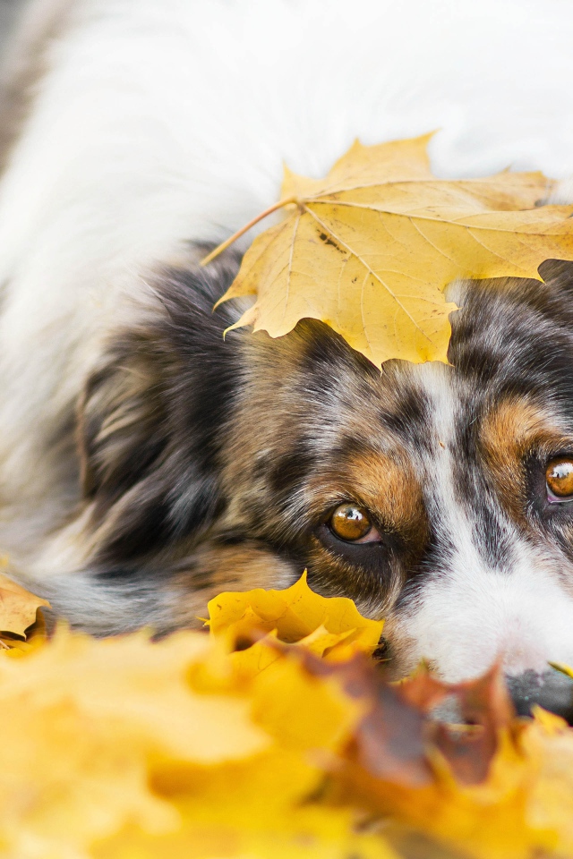 Австралийская Овчарка лежит в желтой листве