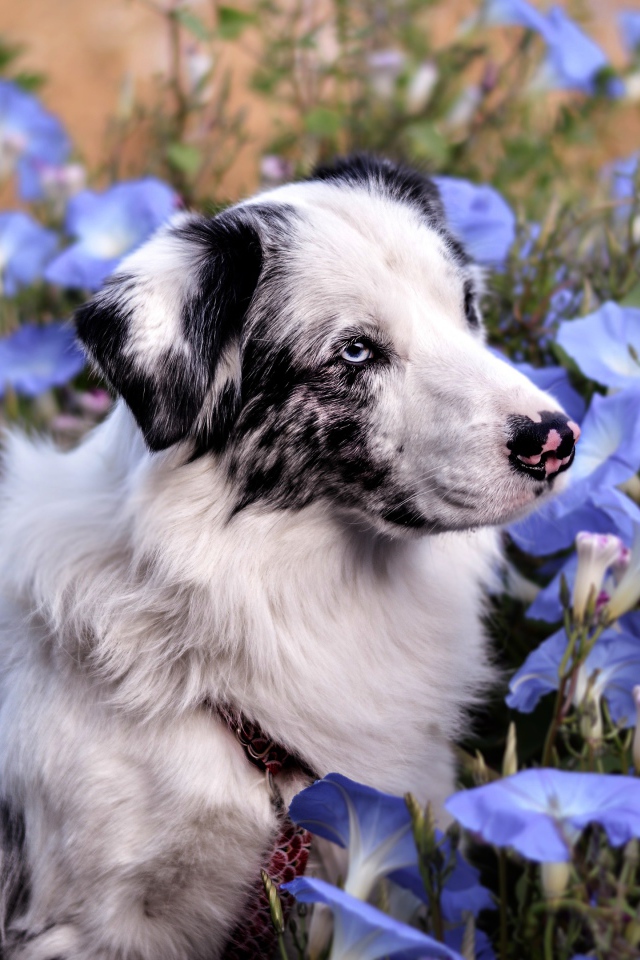 Австралийская Овчарка сидит в цветах ипомеи