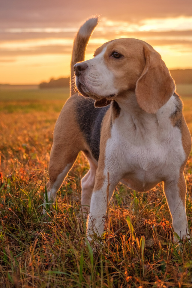 Собака породы бигль стоит на поле на закате
