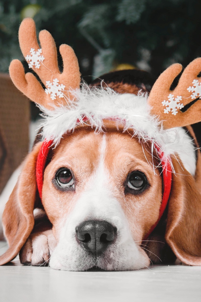 Собака породы бигль с рогами оленя под елкой