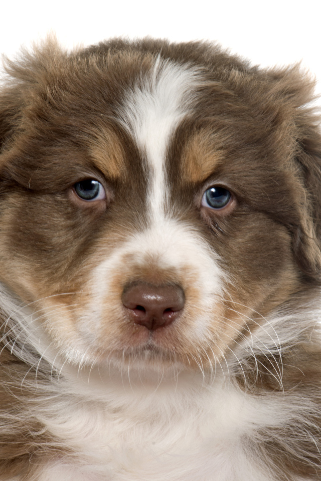 Красивый щенок австралийской овчарки на белом фоне