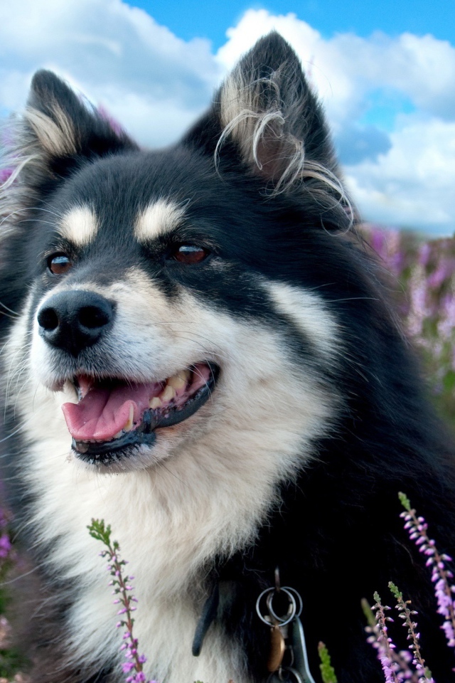 Красивая породистая собака сидит в сиреневых цветах