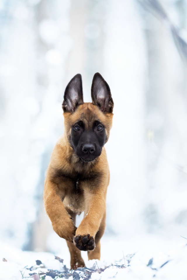 Бельгийская овчарка Малинуа бежит по белому снегу