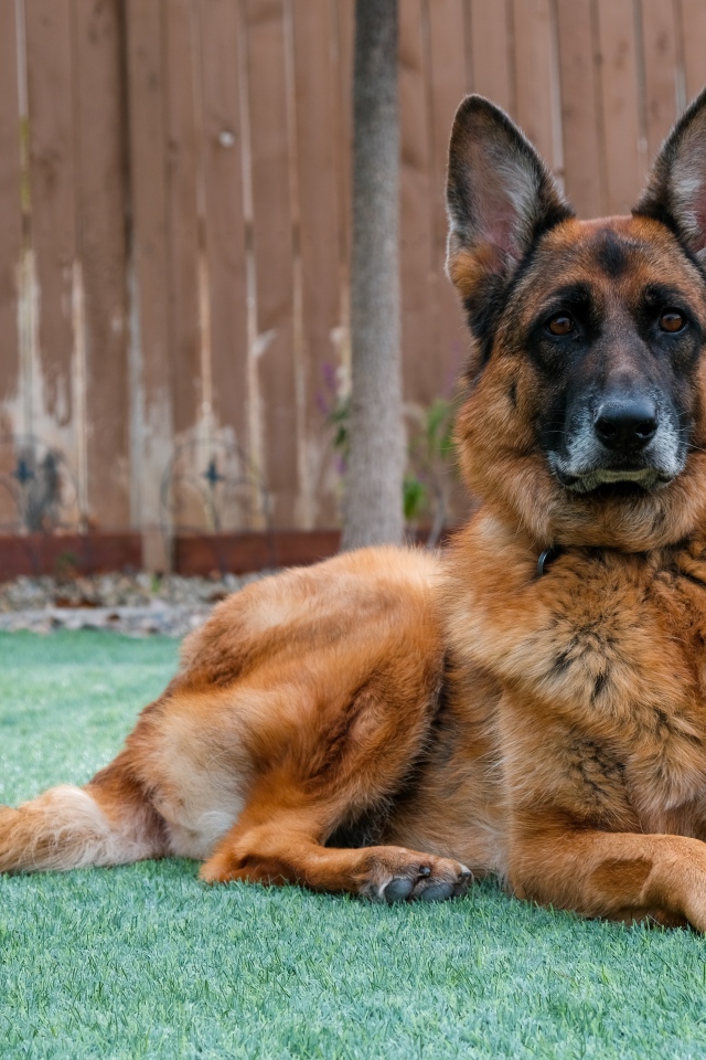 Большая красивая овчарка лежит на зеленой траве