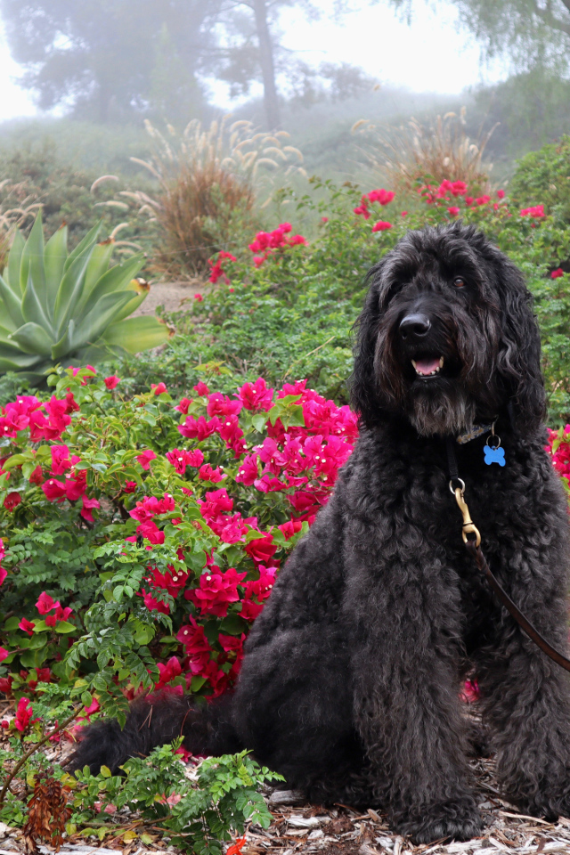 Большая Испанская водяная собака сидит у красных цветов