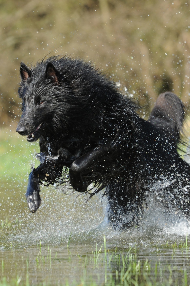 Черная Бельгийская овчарка бежит по воде