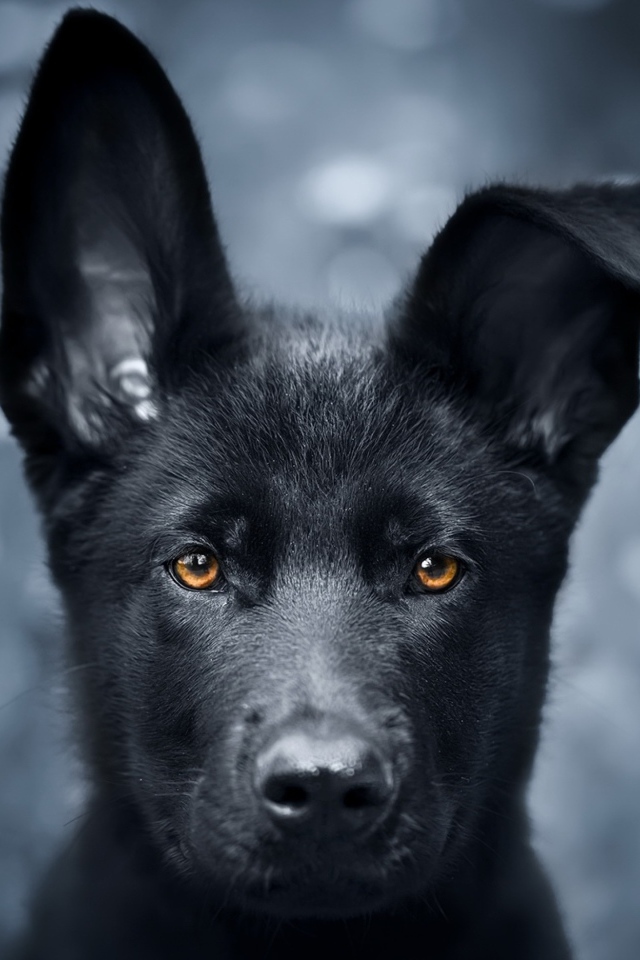 Black Shepherd puppy with lowered ear