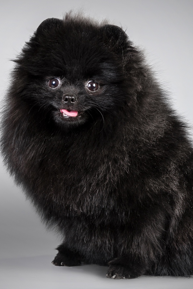 Черный пушистый шпиц на сером фоне