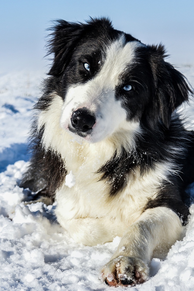 Бордер-Колли с голубыми глазами лежит на белом снегу 