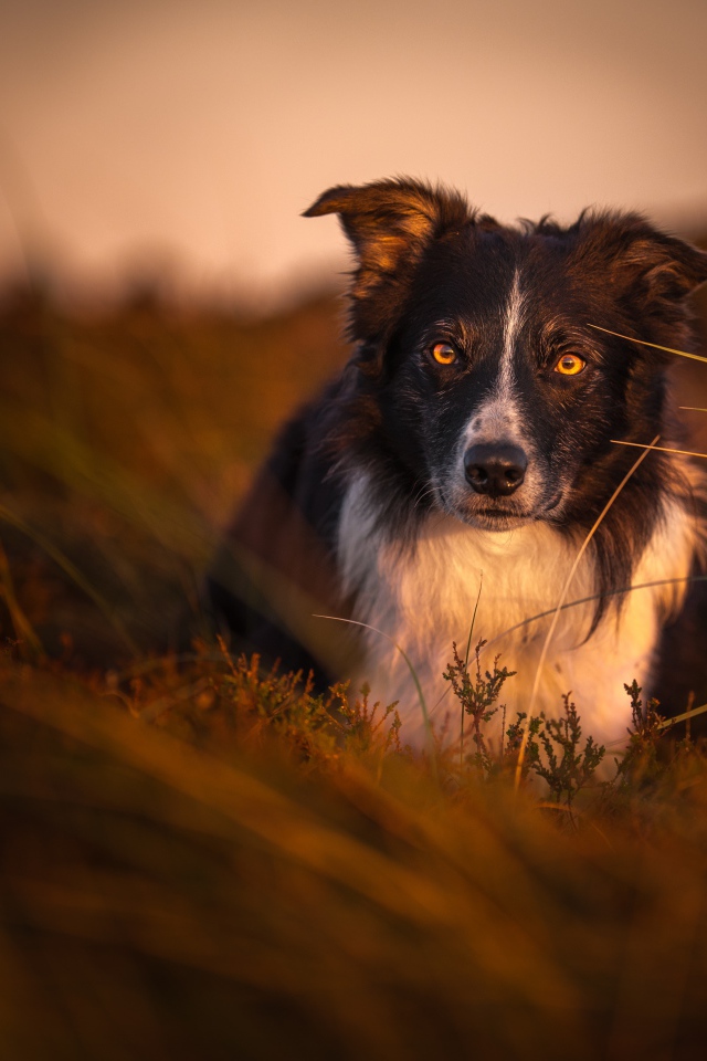 Собака породы бордер колли в траве