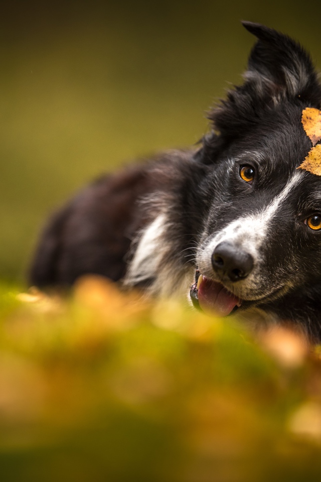 Собака породы бордер колли лежит на траве осенью