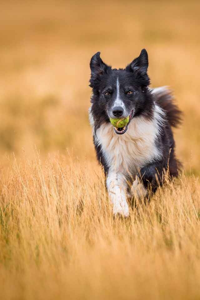 Собака породы бордер колли с мячиком во рту бежит по полю