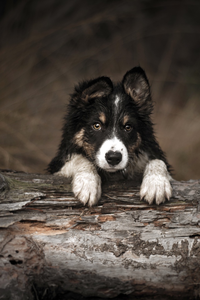 Щенок бордер колли лежит на сухом дереве