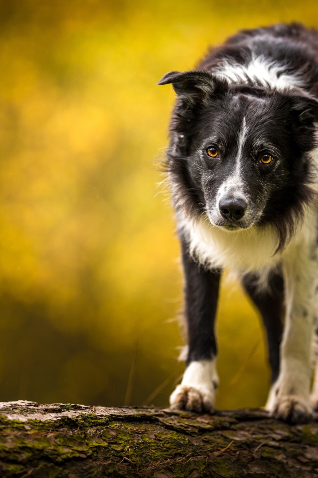 Бордер колли стоит на сухом дереве 