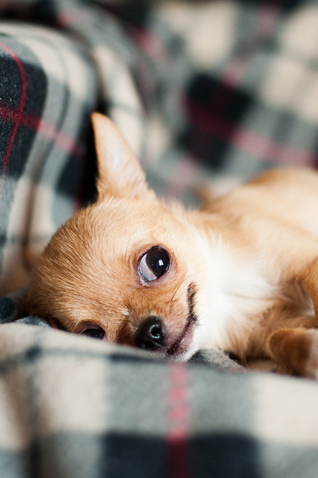Собака породы чихуахуа лежит на диване