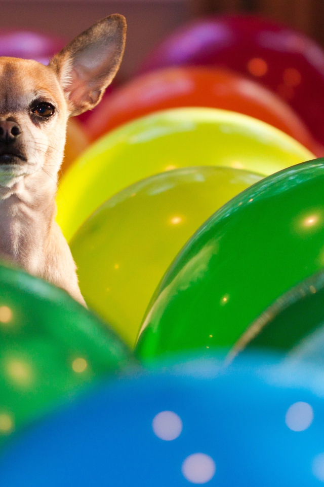 Чихуахуа сидит в воздушных шариках 