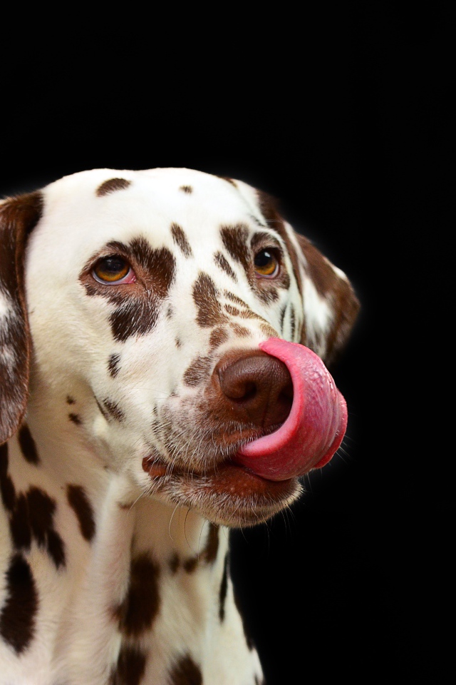 Dalmatian with tongue sticking out on black background