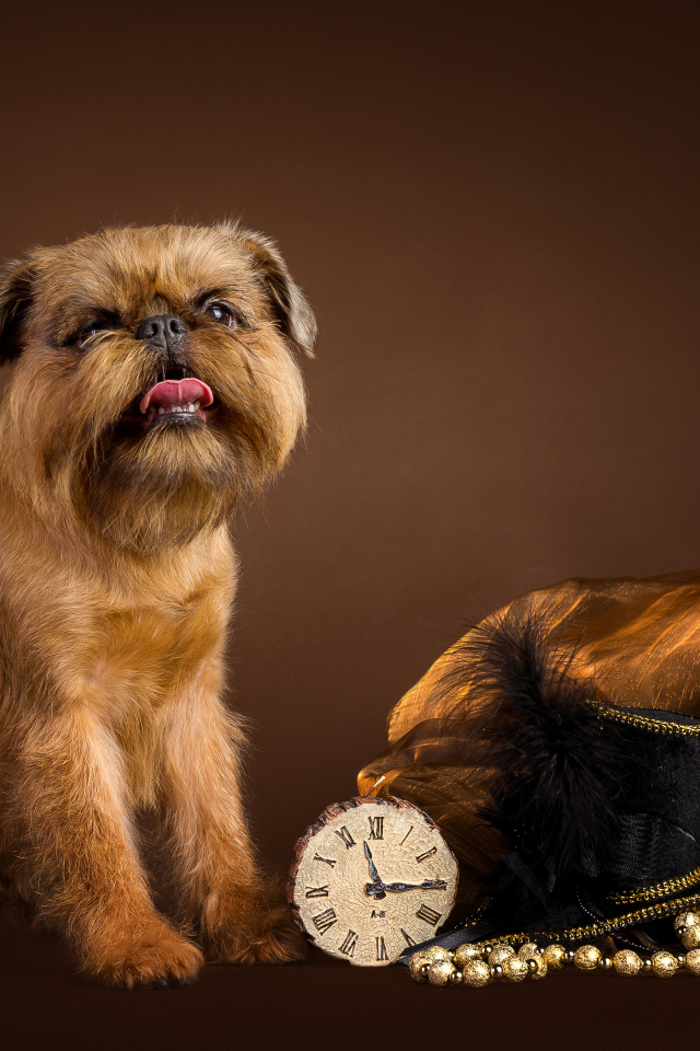 Dog breed Belgian griffon with a clock and a hat on a brown background