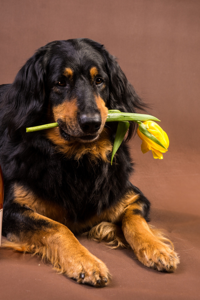 Собака породы ховаварт с шампанским и тюльпаном в зубах 