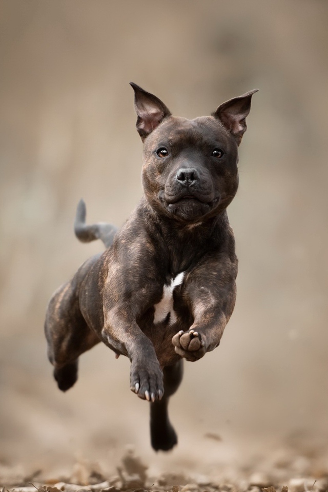 Собака породы Стаффордширский бультерьер бежит по сухой листве