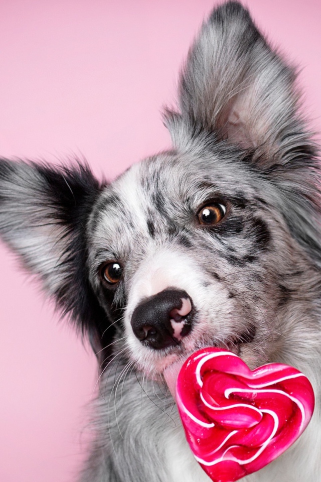 Собака породы бордер-колли с леденцом в форме сердца на розовом фоне