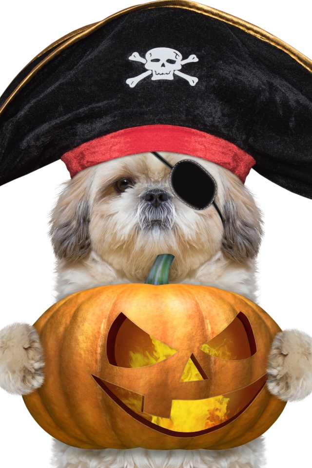 Пес в костюме пирата с тыквой на Хэллоуин 