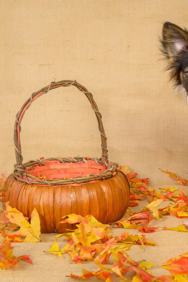 Собака с корзиной и опавшими листьями 