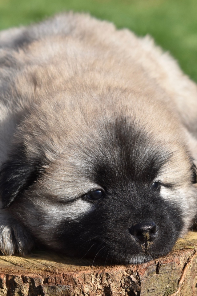 Щенок породы Евразиер лежит на пне