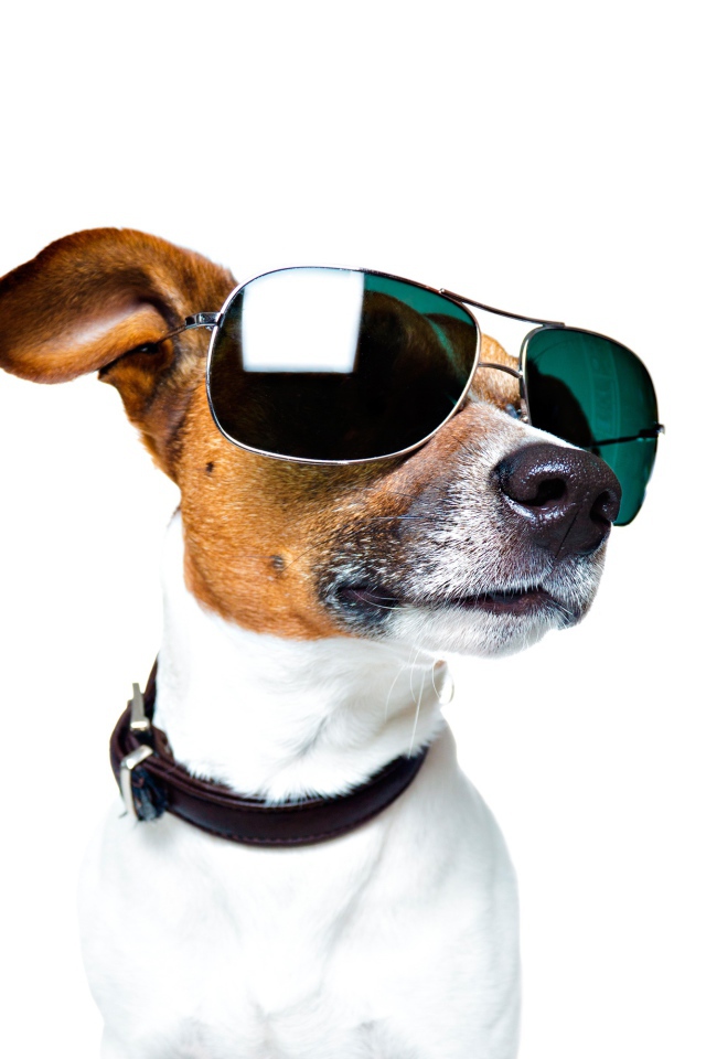 Модный Джек рассел терьер в очках на белом фоне
