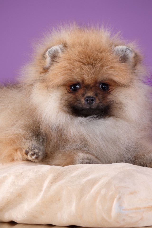 Пушистый шпиц лежит на подушке