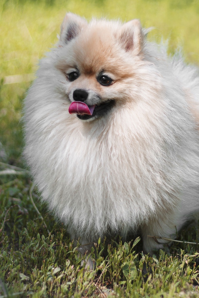 Пушистый шпиц с высунутым языком на зеленой траве