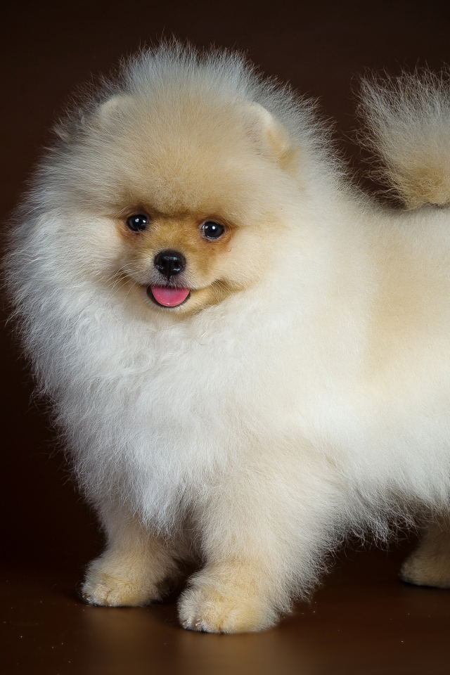 Пушистый забавный белый шпиц на коричневом фоне