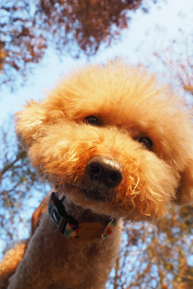 Пушистый рыжий пес смотрит в объектив камеры 